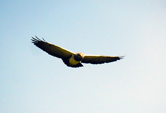 Black-chested-Buzzard-Eagle- PN-Antisana,-Pichincha-EC- by Simon Thompson